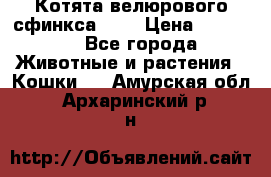 Котята велюрового сфинкса. .. › Цена ­ 15 000 - Все города Животные и растения » Кошки   . Амурская обл.,Архаринский р-н